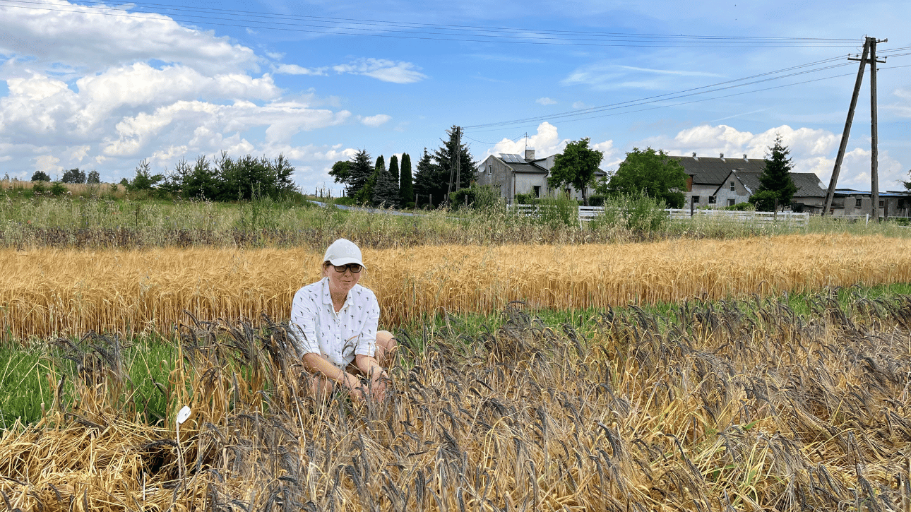 Pomiary elementów struktury plonu w fazie dojrzewania